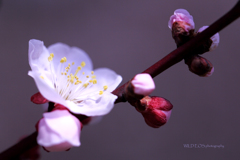 ☆待ち侘びた春♪