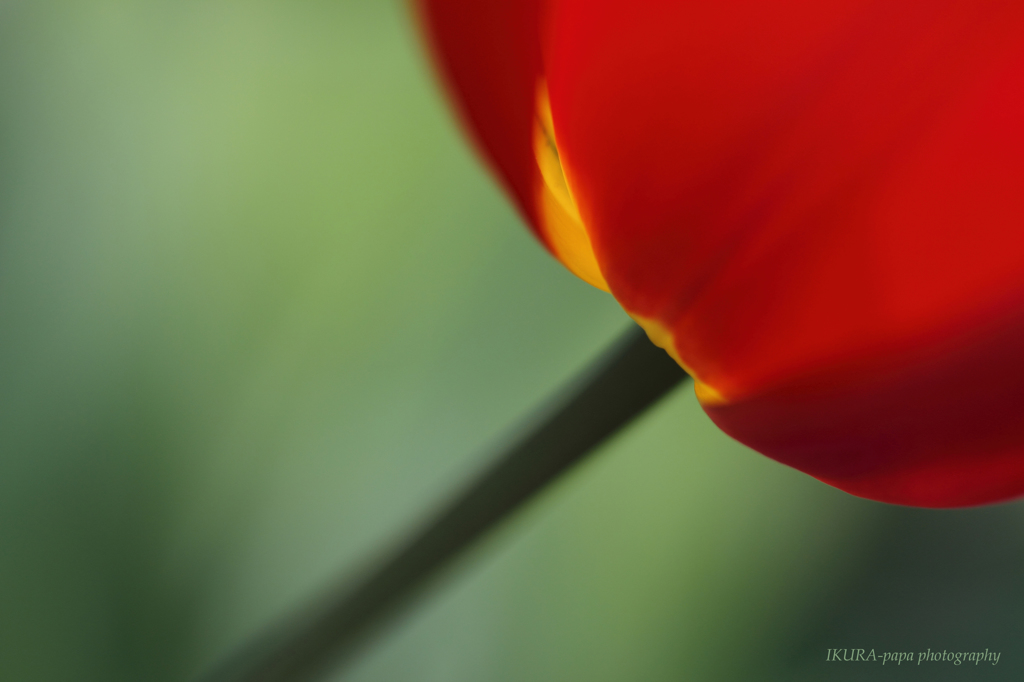 ☆Elegant Red
