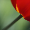 ☆Elegant Red