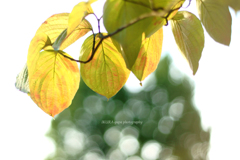 ☆Autumn Flavor