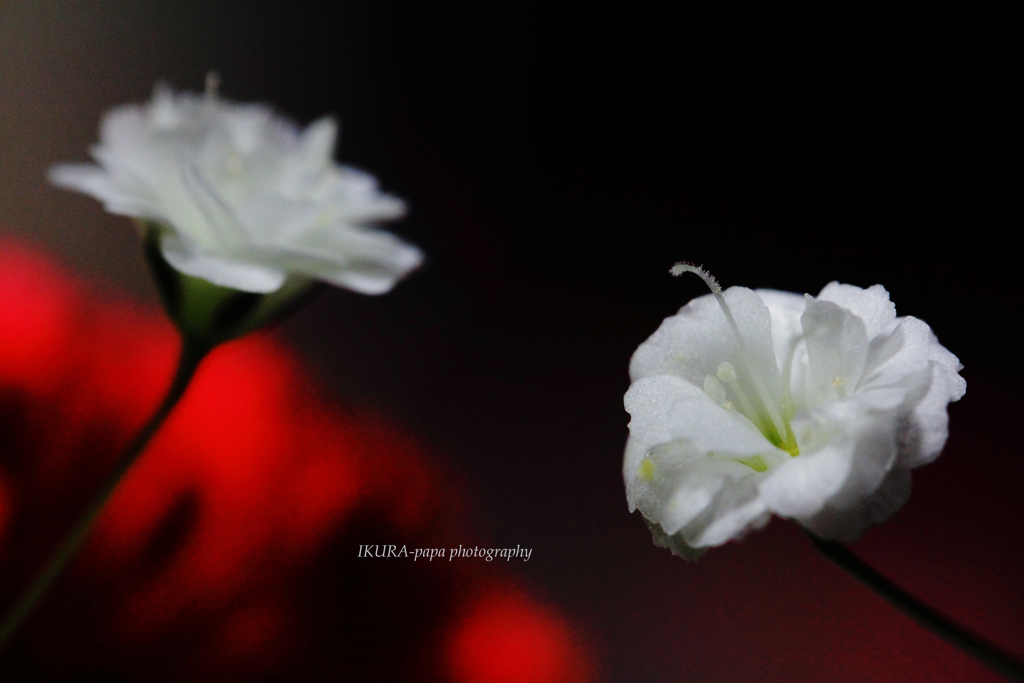 ☆Baby’s breath