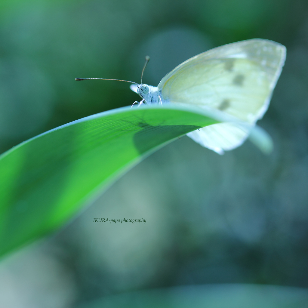 ☆White Lover
