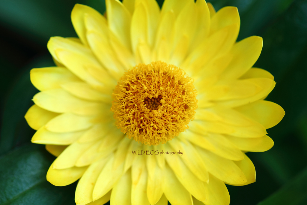 ☆春のビタミン♪