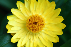 ☆春のビタミン♪