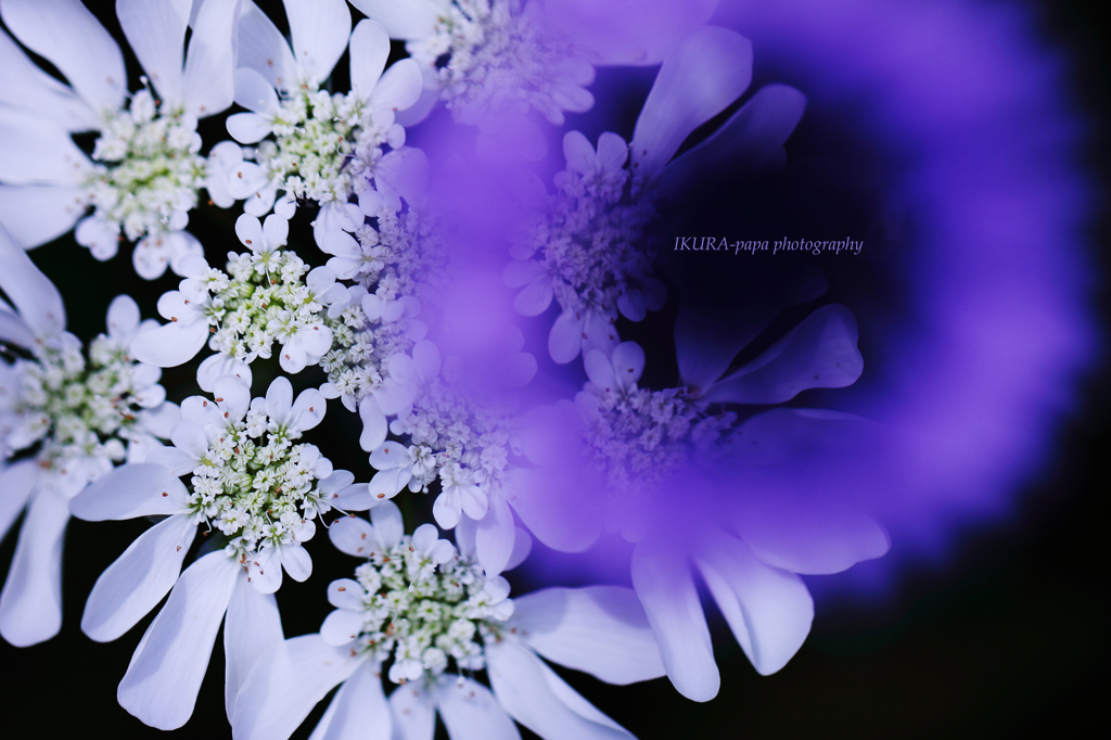 ☆Purple Ring