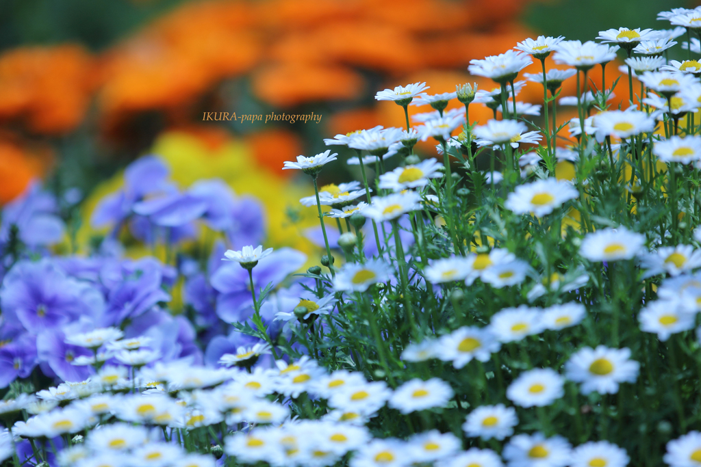 ☆Spring contest