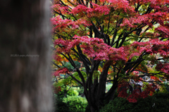 ☆Red swell