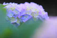 ☆Summer Bouquet