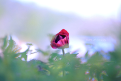 ☆アネモネなの