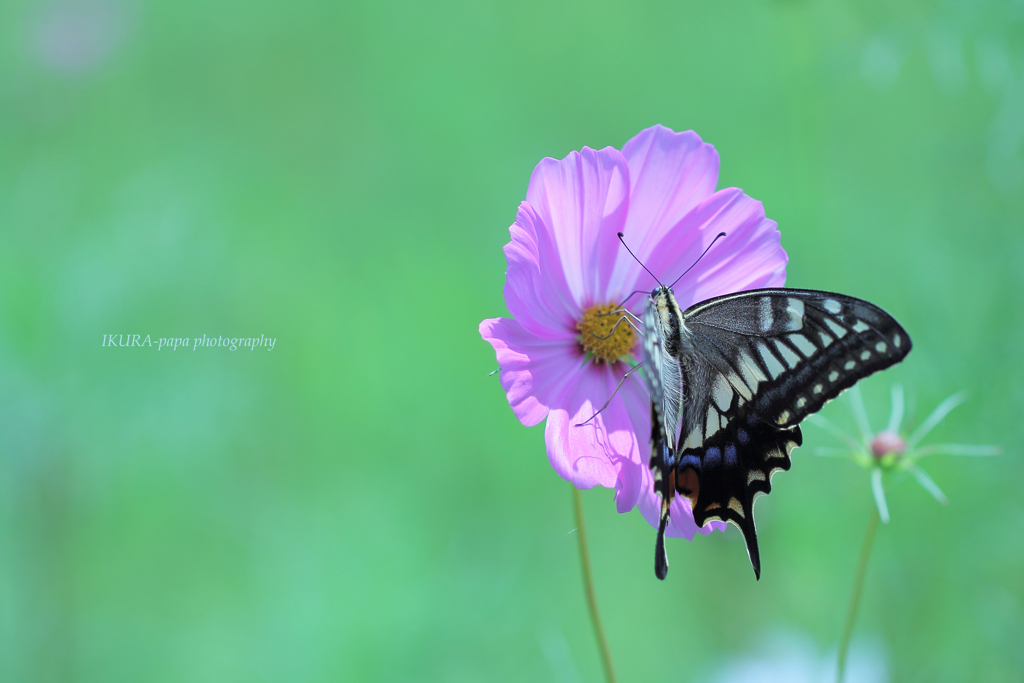 ☆Elegant Beauty