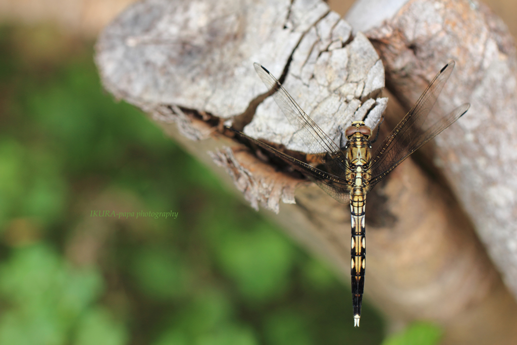 ☆夏のＹ字バランス♪
