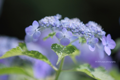 ☆Pale purple Flower