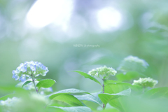 ☆Bright Dancing♪