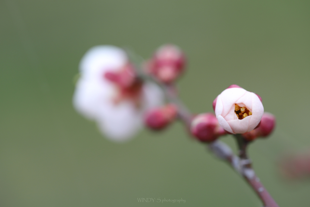 ☆蕾のままで