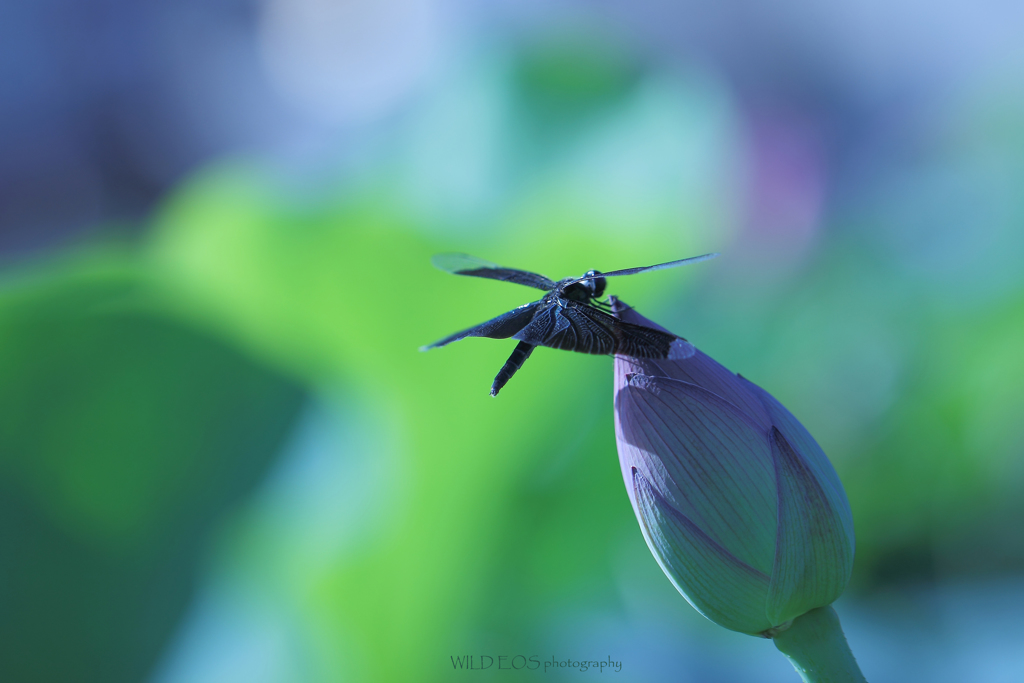 ☆パステルなひと時♪