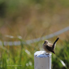 ☆Rare bird？