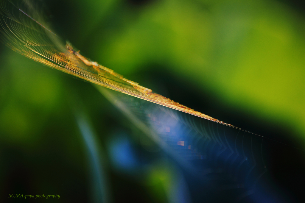 ☆Art of Spider
