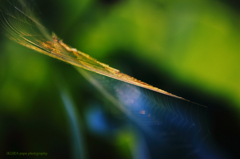 ☆Art of Spider