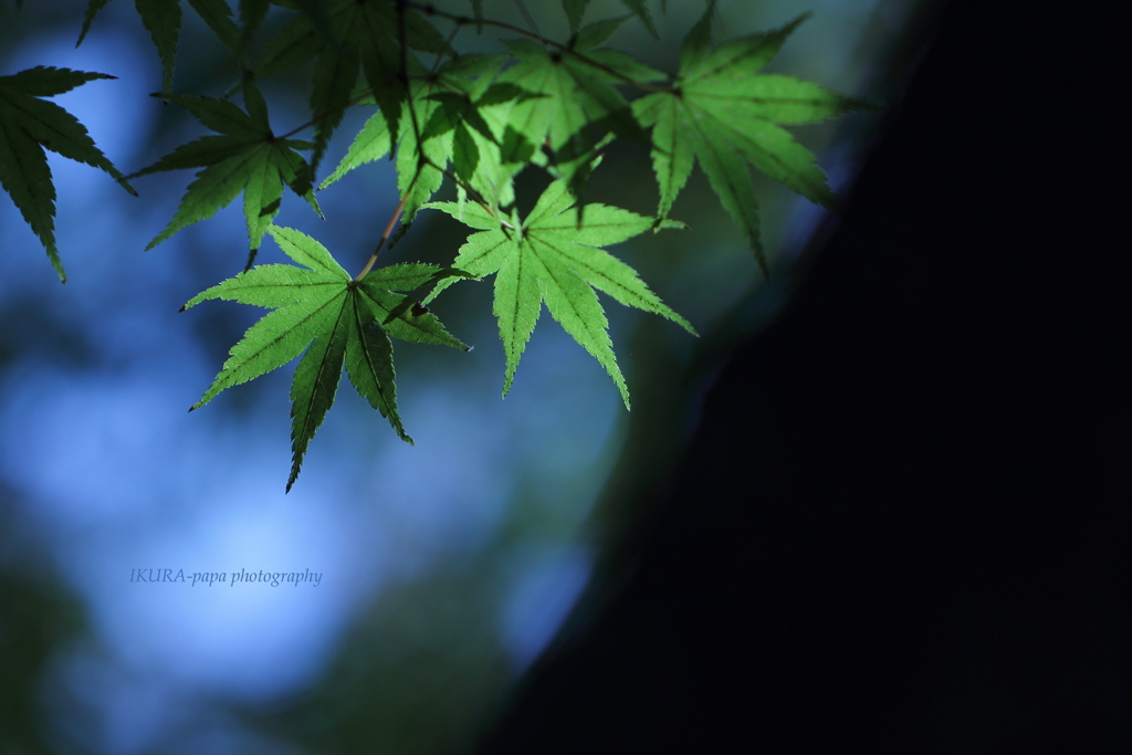 ☆Green Bright