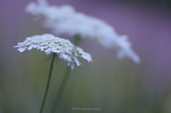 ☆Spring Parasol