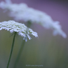 ☆Spring Parasol