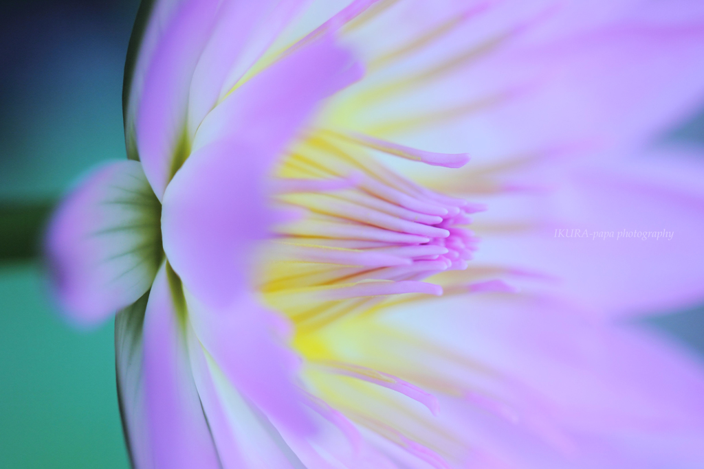 ☆Kiss of Princess♡