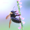 ☆Spiral of Honey