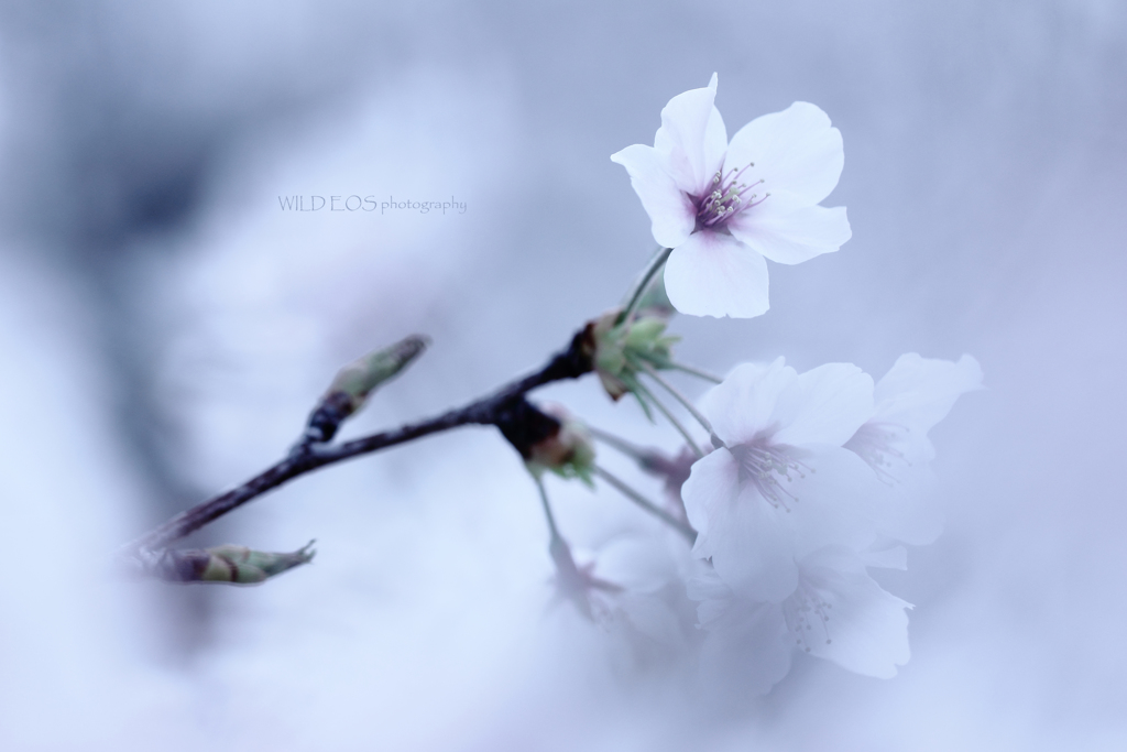 ☆昭和テイスト♪