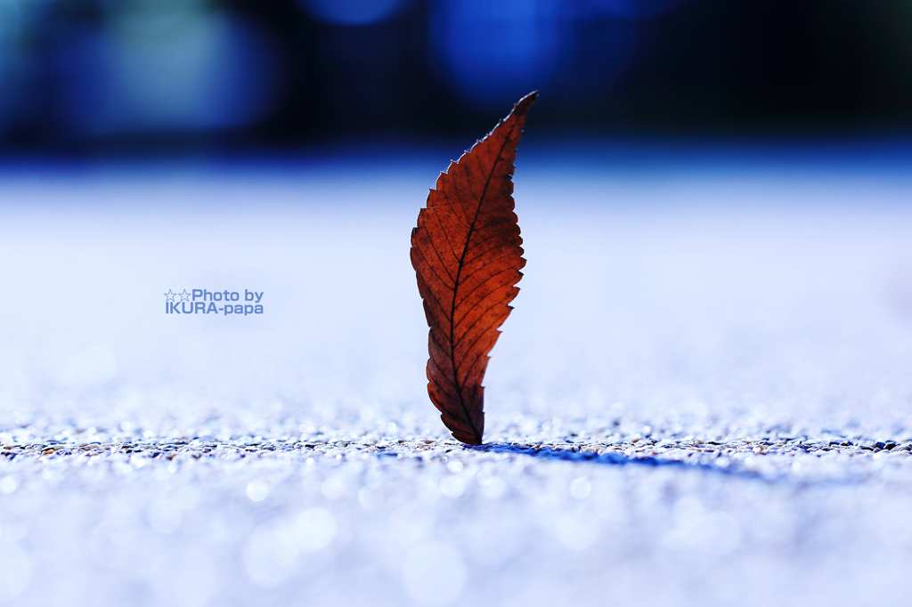 ☆Lonely Man