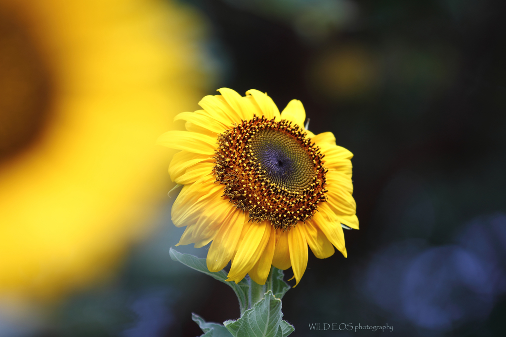 ☆私は負けない