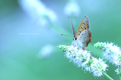 ☆Angel♪