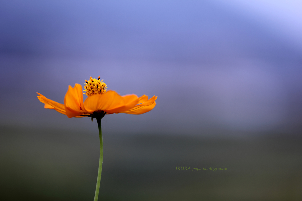 ☆Orange Boy