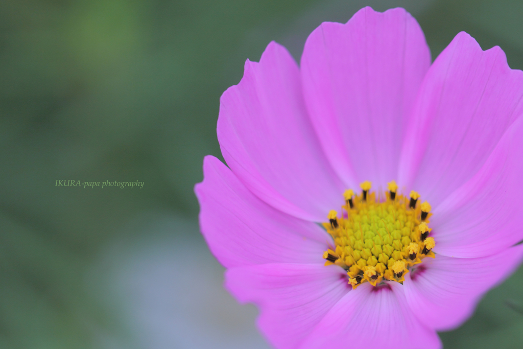 ☆12月の花嫁♪