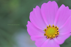 ☆12月の花嫁♪