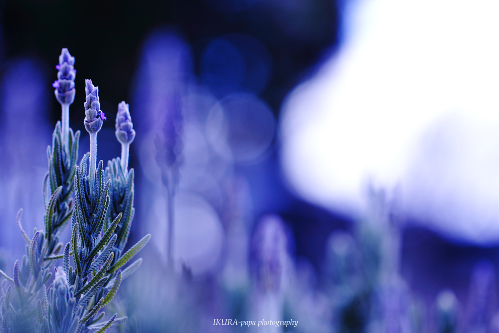 ☆Good-bye winter