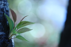 ☆春は幻