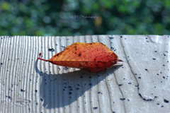 ☆Autumn leaf