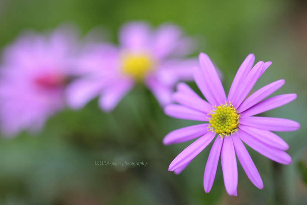 ☆Pastel fan