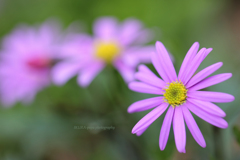 ☆Pastel fan