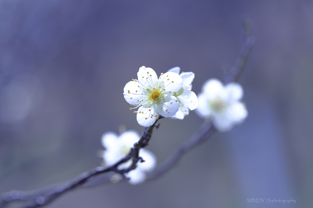 White plum