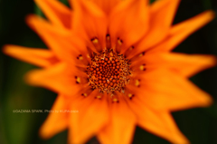 ☆GAZANIA SPARK