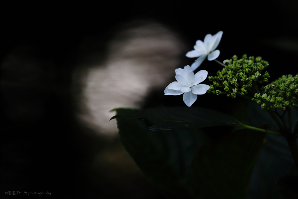 Moonlight