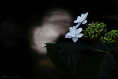Moonlight