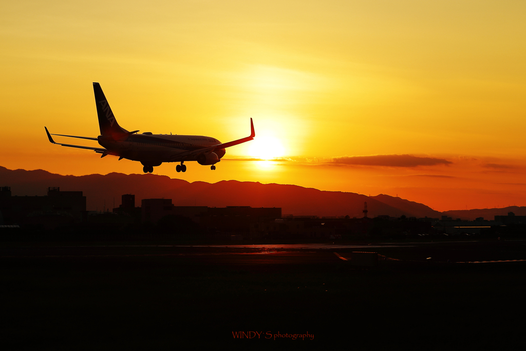 Landing Flight at Dusk