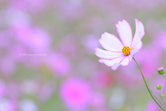 ☆あなた色の恋♡