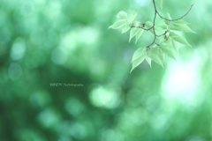 ☆Morning light