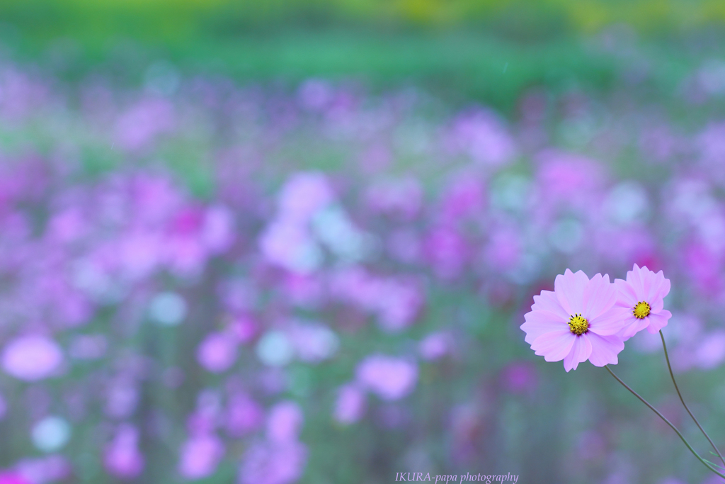 ☆Autumn sisters♪