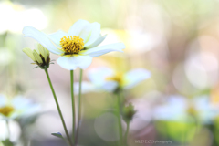 ☆Spring Dancer