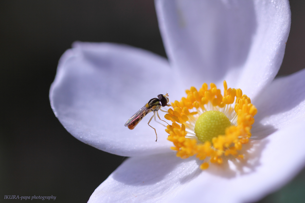 ☆秋晴れの菊