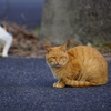 屋久島猫